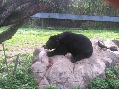 サファリパークの熊