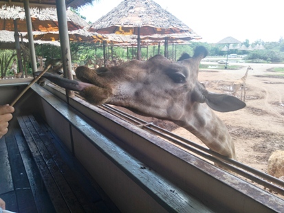 キリンにエサやり