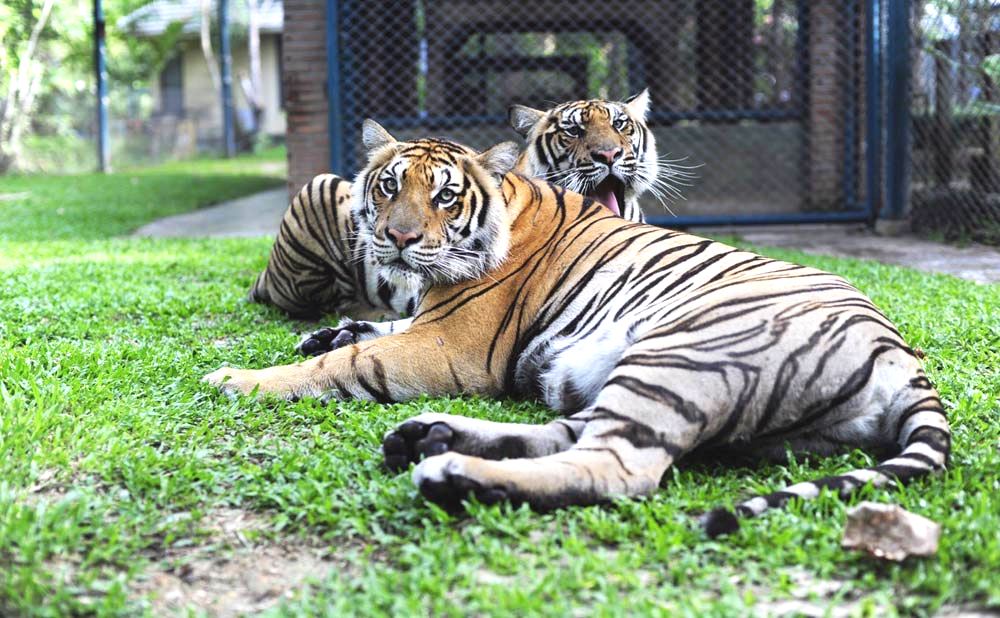 タイガーキングダム・スネーク&蘭園・象ショー - エンジョイハッピー