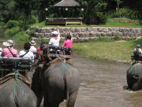 象で川渡り　メーテーンエレファントキャンプ