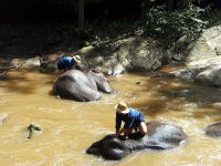 象の水浴び　メーサーエレファントキャンプ