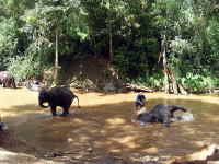 象の水浴び　メーサーエレファントキャンプ