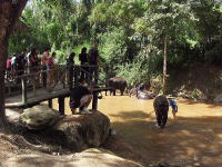 象の水浴びを見学する観光客　メーサーエレファントキャンプ