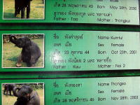 小象の写真　メーサーエレファントキャンプ