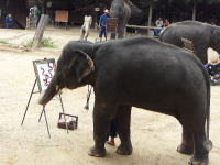 象のお絵かき　メーサーエレファントキャンプ