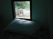 チェンマイに住む！ 　　　　　　　　　　　　　　　 ユー ティー ヂャンワット チェンマイ-部屋から見えるゾウの風景