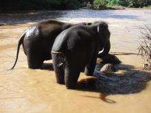 チェンマイに住む！ 　　　　　　　　　　　　　　　 ユー ティー ヂャンワット チェンマイ-エレファントホームの象の水浴び
