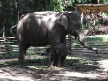 チェンマイに住む！ 　　　　　　　　　　　　　　　 ユー ティー ヂャンワット チェンマイ-赤ちゃん象と母象１