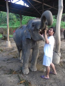 チェンマイに住む！ 　　　　　　　　　　　　　　　 ユー ティー ヂャンワット チェンマイ-象と象使いさん２
