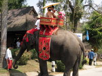 タイ北部ランナー地方様式の象に乗って結婚式