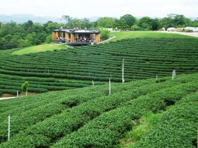 チュイフォンの茶畑