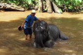 象の水浴びと象使い　メーサーエレファントキャンプ